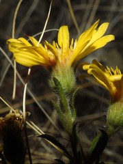 Heterotheca hirsuta