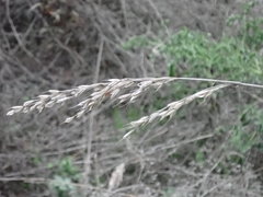 Bromus
