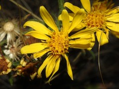 Heterotheca hirsuta