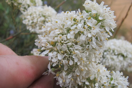 Image of Agathosma bisulca by (c) James Deacon, some rights reserved (CC BY-SA)