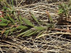 Heterotheca hirsuta