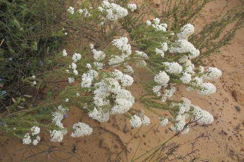 Image of Agathosma bisulca by (c) James Deacon, some rights reserved (CC BY-SA)