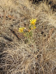 Heterotheca hirsuta