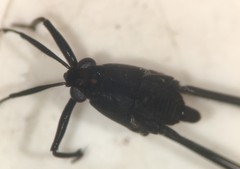 Metrobates anomalus