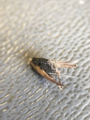 Claviceps pusilla