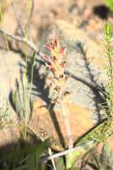 Lachenalia orchioides