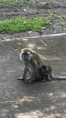 Macaca fascicularis