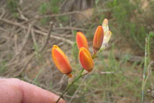 Image of Ixia calendulacea by (c) James Deacon, some rights reserved (CC BY-SA)