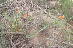Ixia calendulacea