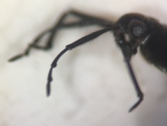 Metrobates anomalus
