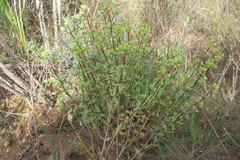 Lampranthus dregeanus