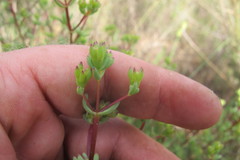 Lampranthus dregeanus