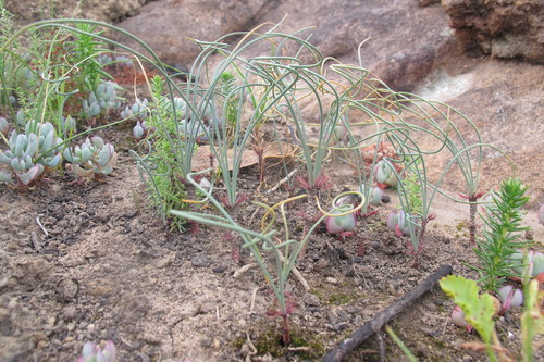 Image of Gethyllis verticillata by (c) James Deacon, some rights reserved (CC BY-SA)