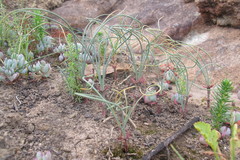Gethyllis verticillata