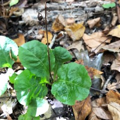 Pyrola elliptica