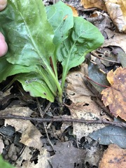 Pyrola elliptica