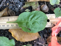 Pyrola elliptica
