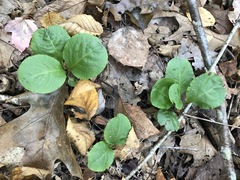 Pyrola elliptica