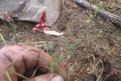 Indigofera venusta