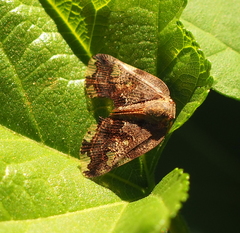 Ricania speculum