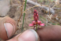 Indigofera venusta