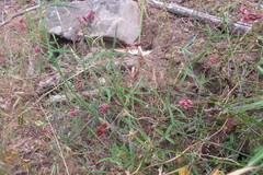 Indigofera venusta