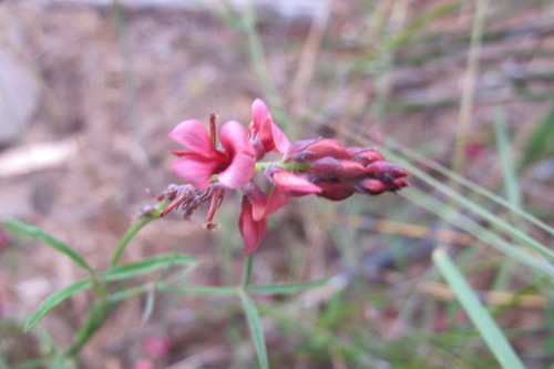 Image of Indigofera venusta by (c) James Deacon, some rights reserved (CC BY-SA)