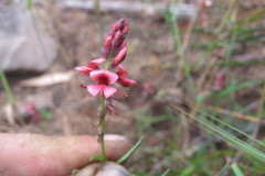 Indigofera venusta