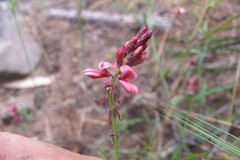 Indigofera venusta