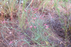 Indigofera venusta