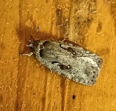 Agonopterix ocellana