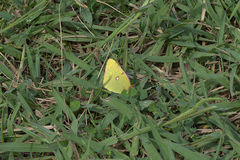 Colias croceus