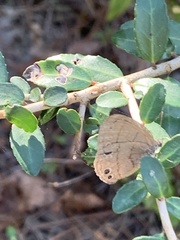 Hermeuptychia intricata