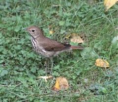 Catharus guttatus