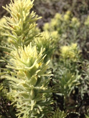 Castilleja grisea