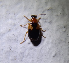 Lebia scapularis