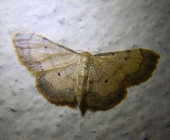 Idaea politaria