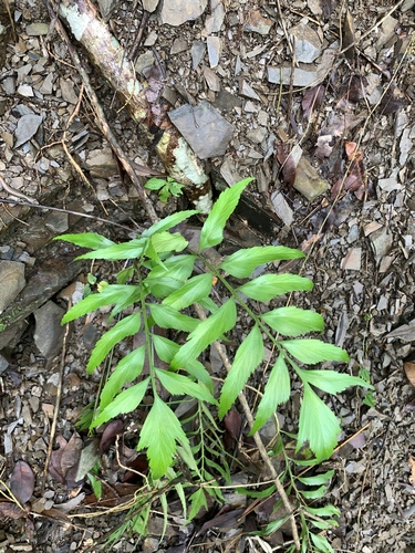 Asplenium falcatum (Asplenium falcatum)