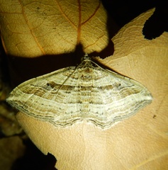 Costaconvexa polygrammata