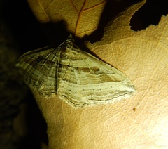 Costaconvexa polygrammata