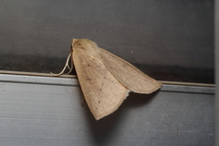 Descoreba simplex