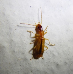 Paradromius longiceps