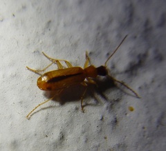 Paradromius longiceps