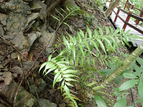 Asplenium falcatum (Asplenium falcatum)