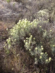 Castilleja grisea