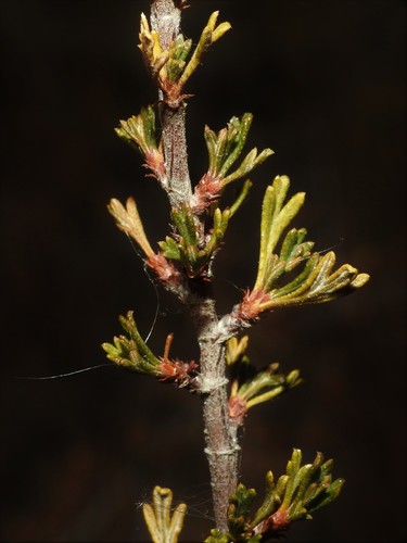Antelope Bitterbrush
