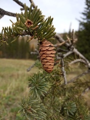 Picea obovata
