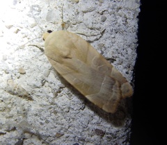 Noctua fimbriata