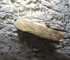 Noctua fimbriata