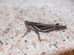 Stenocatantops mistshenkoi